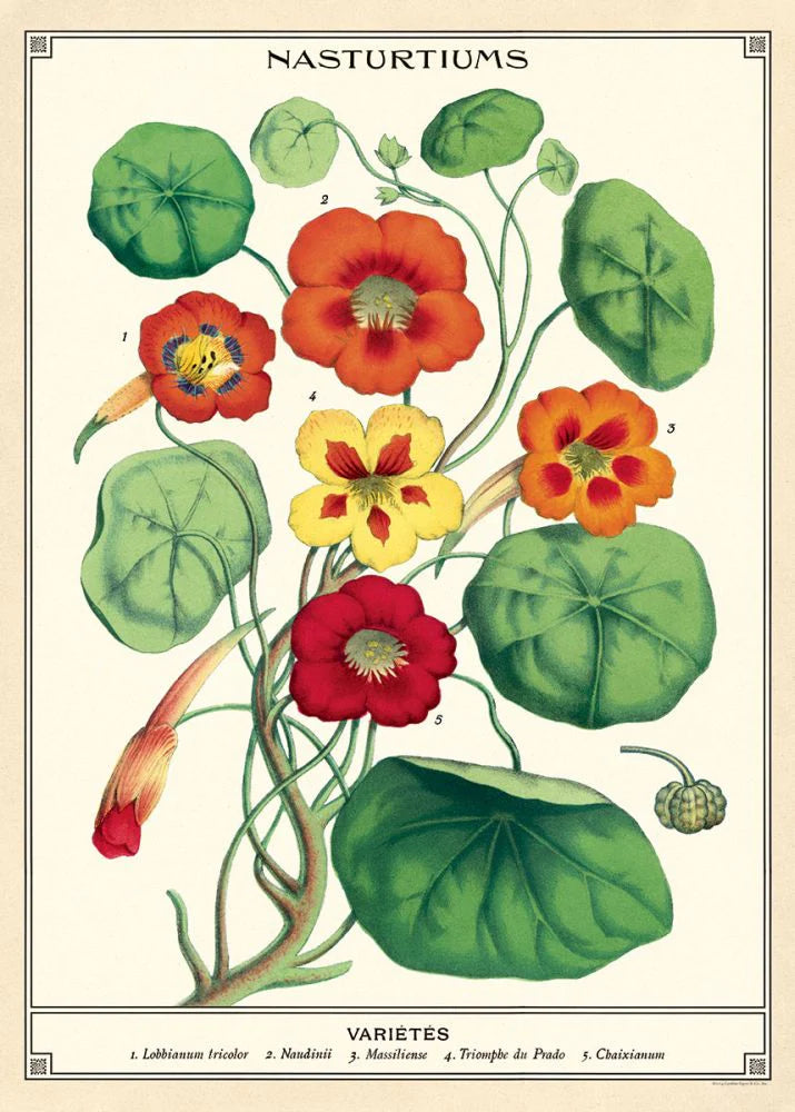 Vintage Poster/Gift Wrap