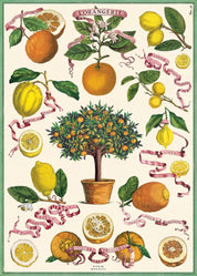 Vintage Poster/Gift Wrap