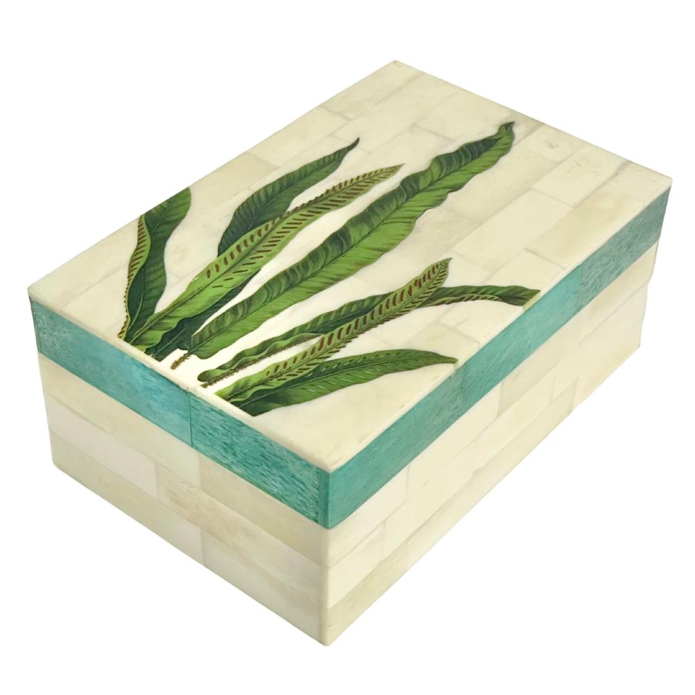 Creatively Active Minds Paradiso Box Asplenium