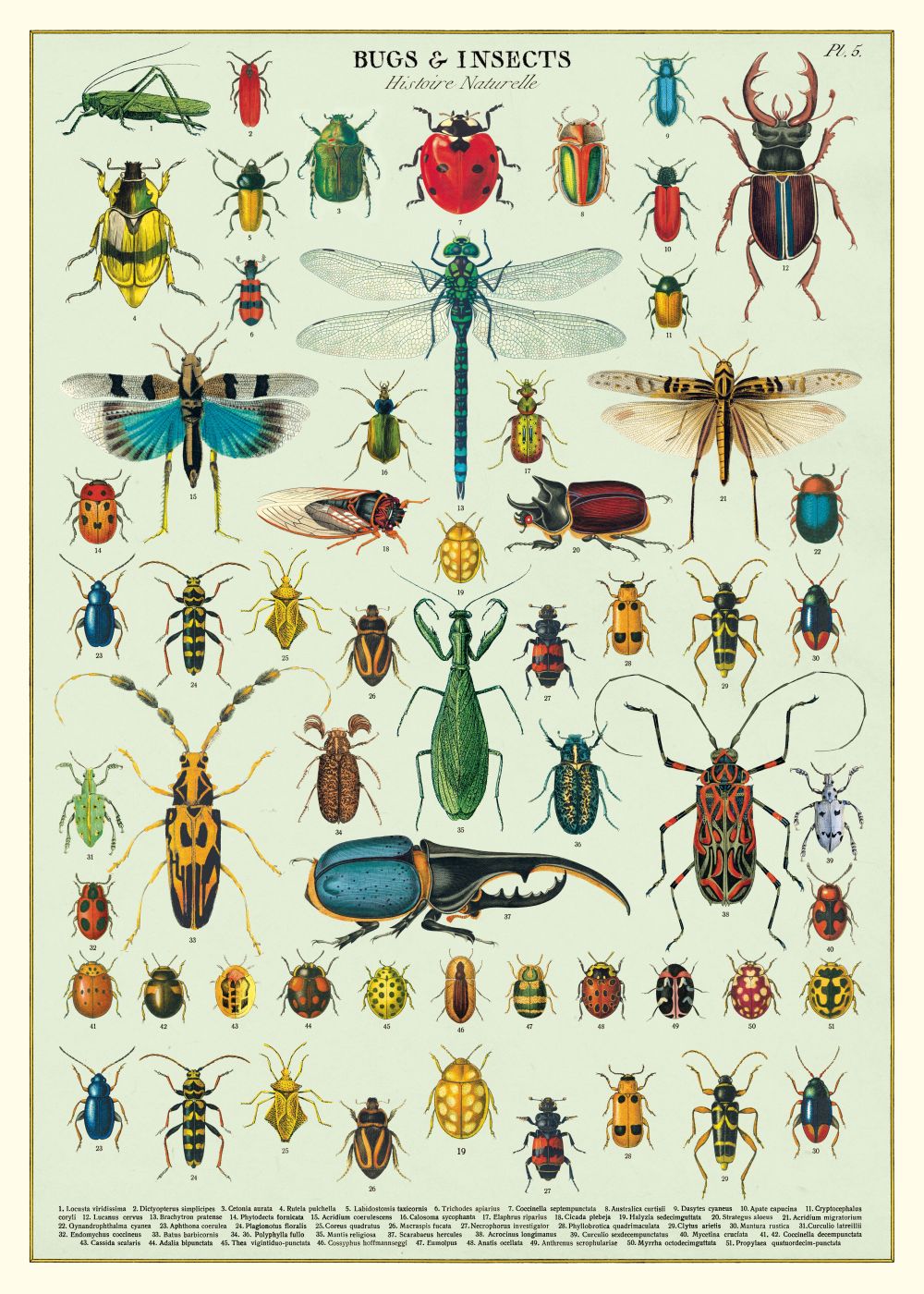 Vintage Poster/Gift Wrap