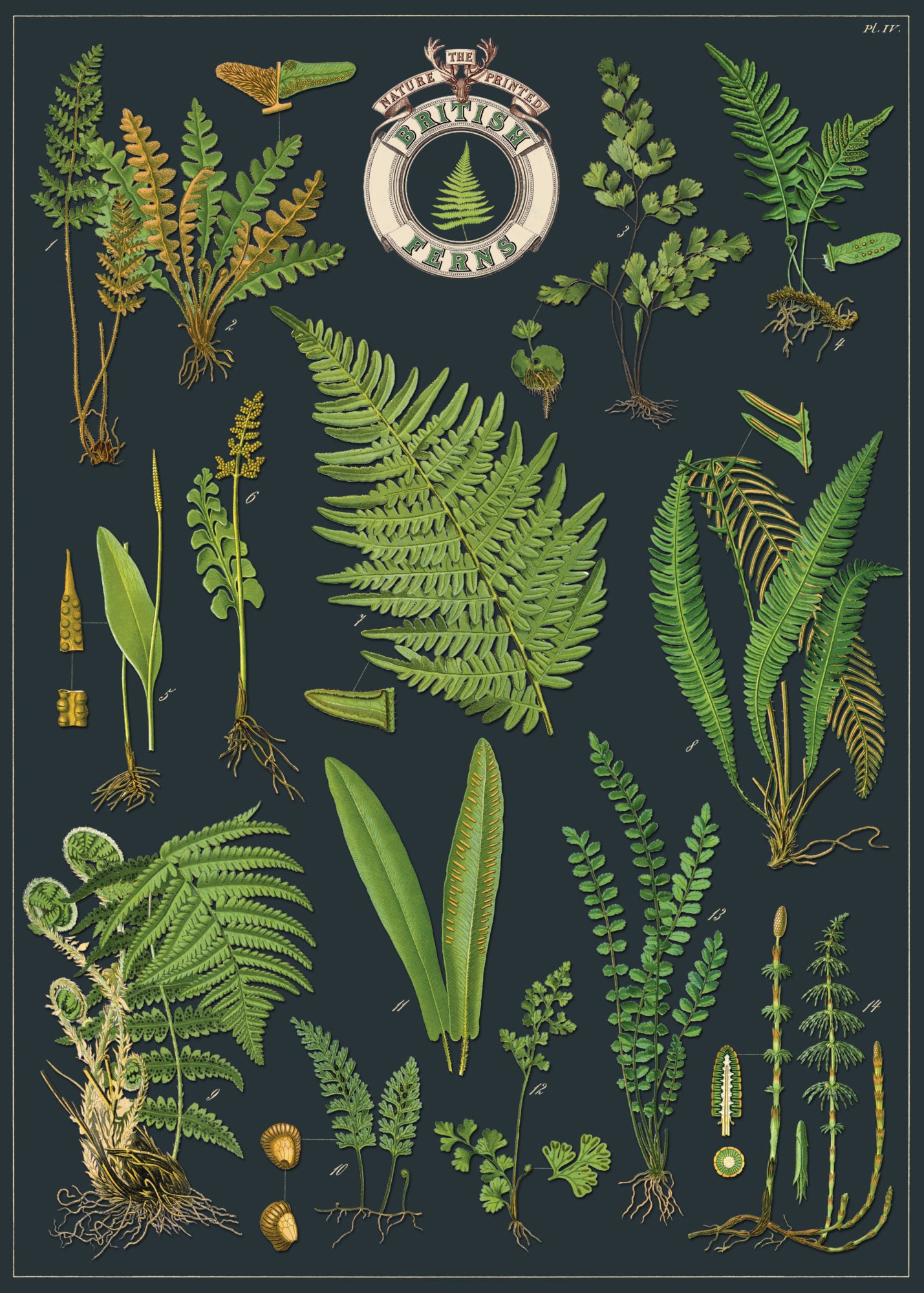Vintage Poster/Gift Wrap
