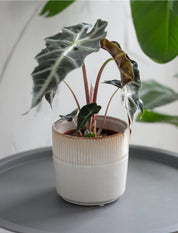 Ivory Hillseley Pot- 13.5cm