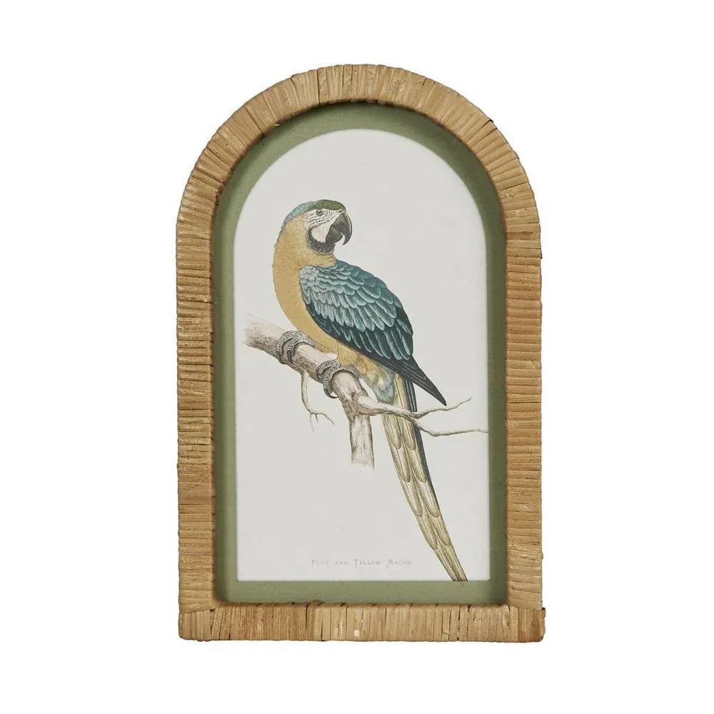 Parrot1-WallArt.webp