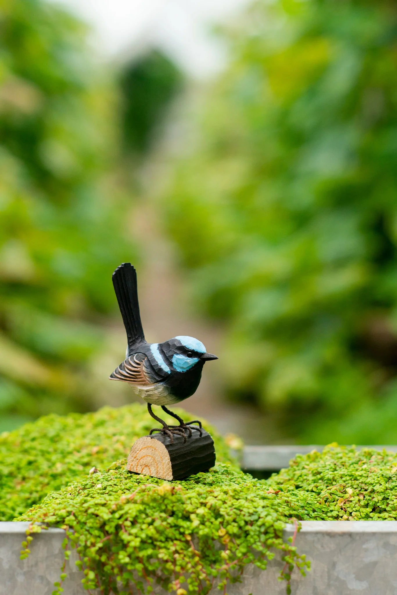 Superb Fairy Wren- DecoBird