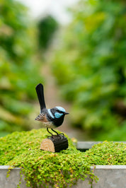 Superb Fairy Wren- DecoBird