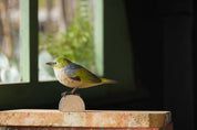 SilverEye- DecoBird