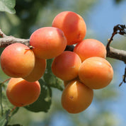 WOO Apricot Oil- 100ml