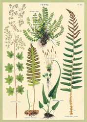 Vintage Poster/Gift Wrap
