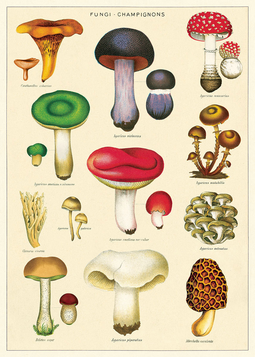 Vintage Poster/Gift Wrap