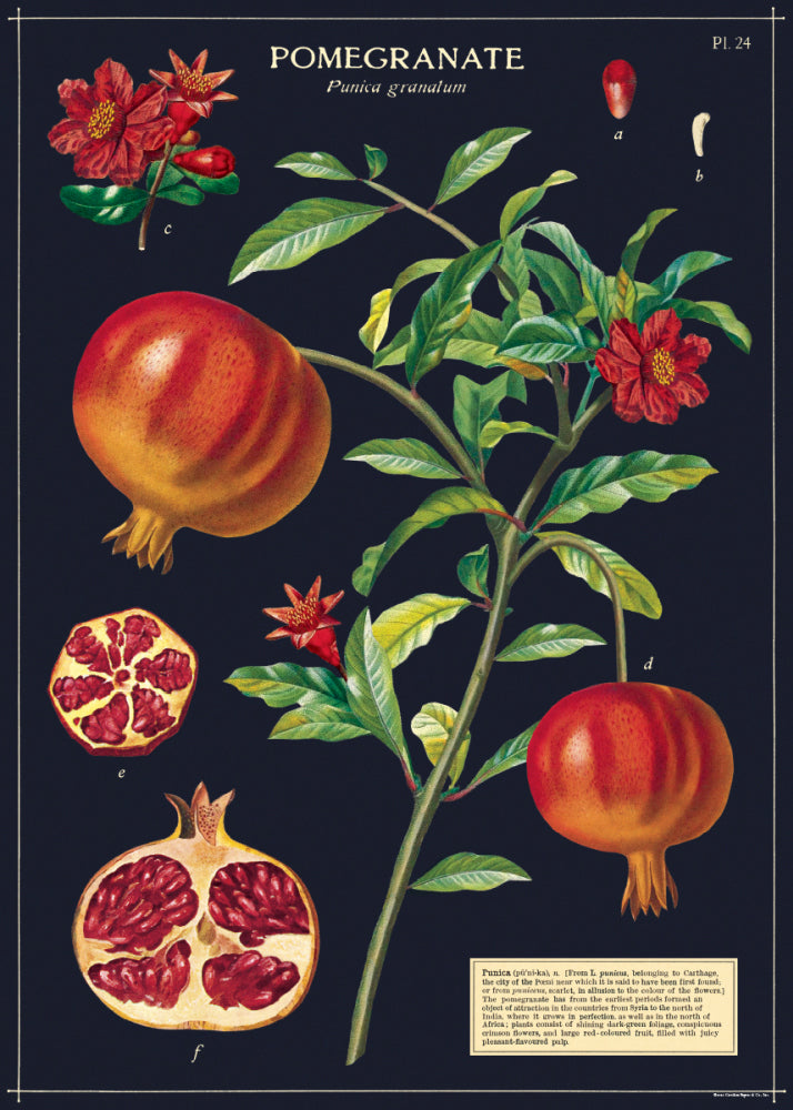 Vintage Poster/Gift Wrap