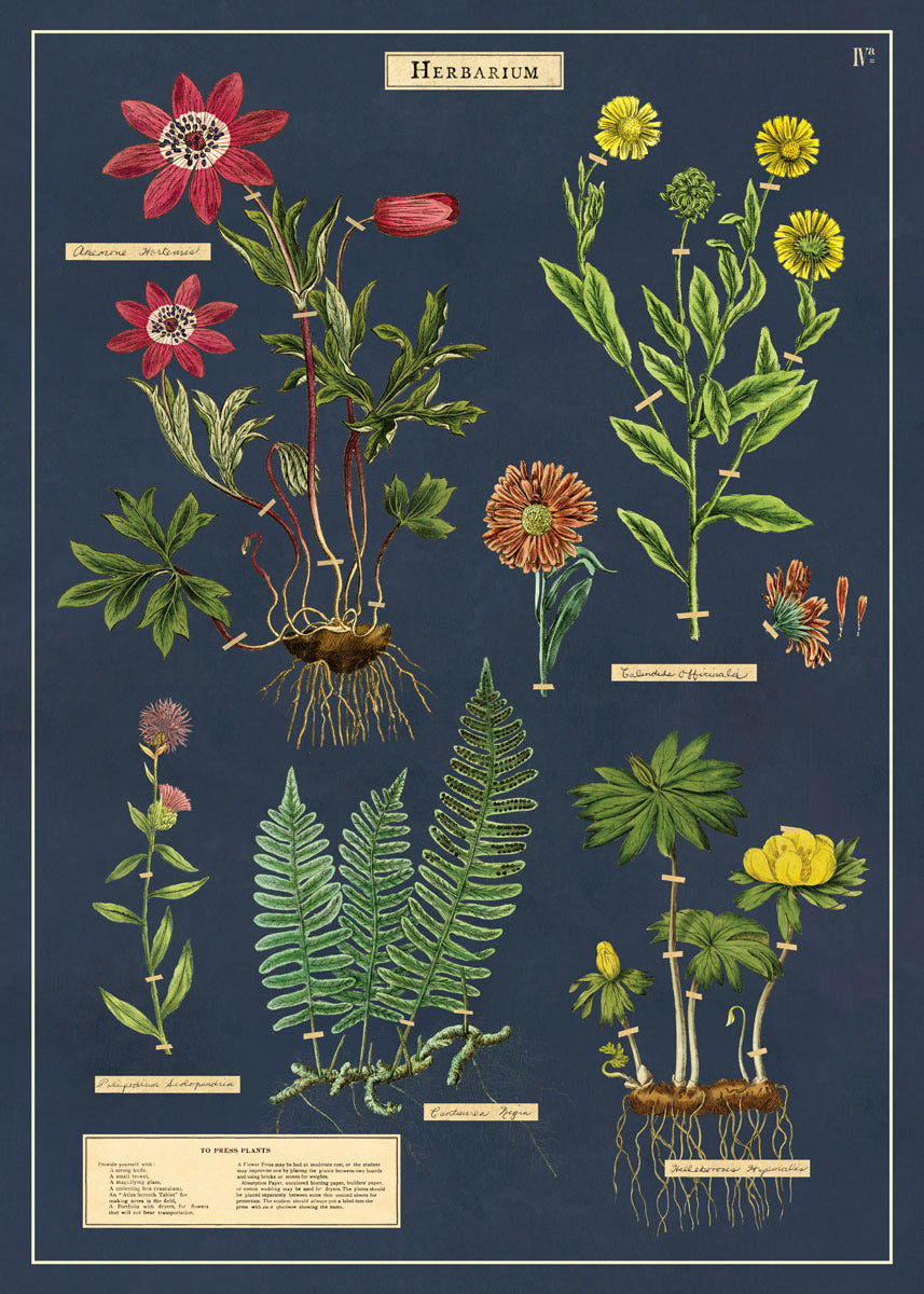 Vintage Poster/Gift Wrap
