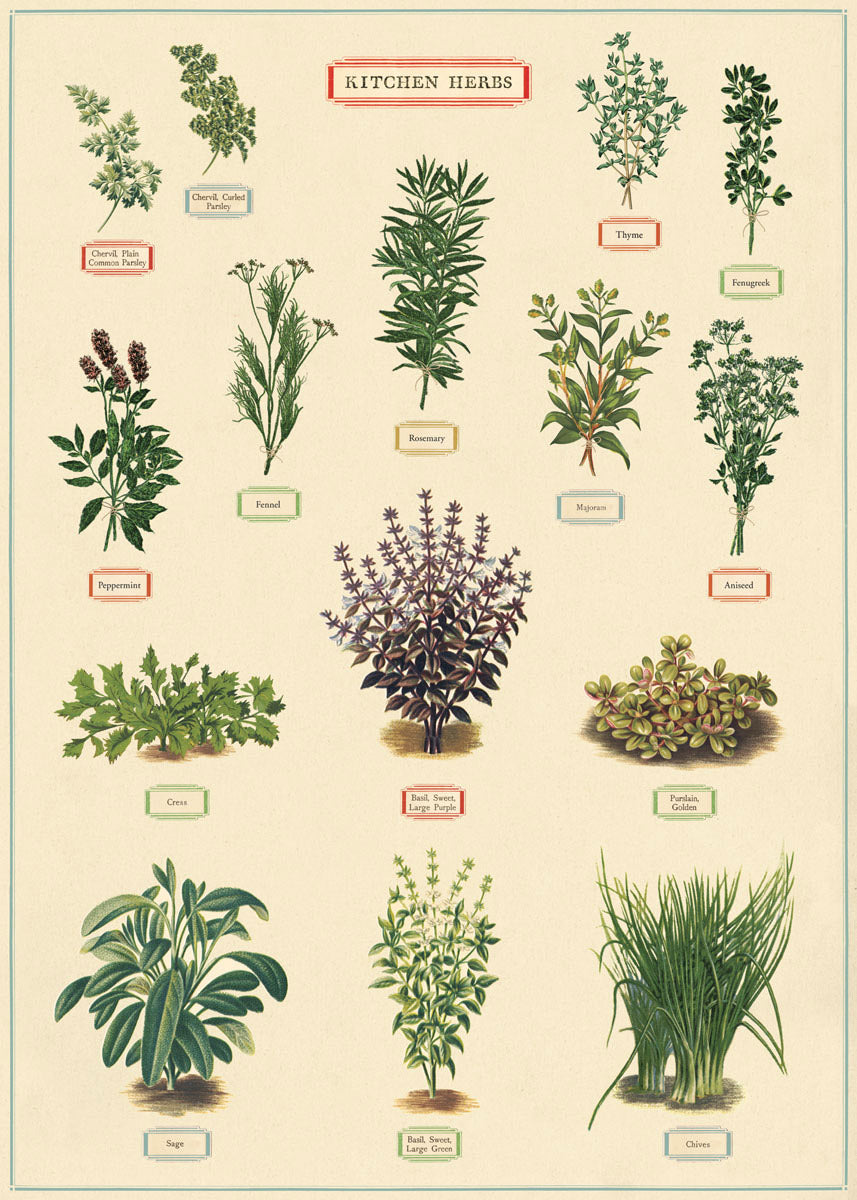 Vintage Poster/Gift Wrap