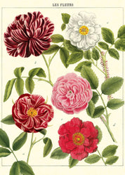 Vintage Poster/Gift Wrap