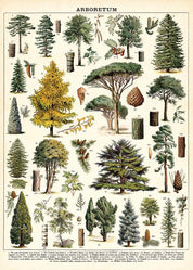 Vintage Poster/Gift Wrap