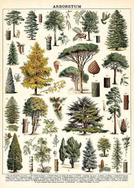 Vintage Poster/Gift Wrap