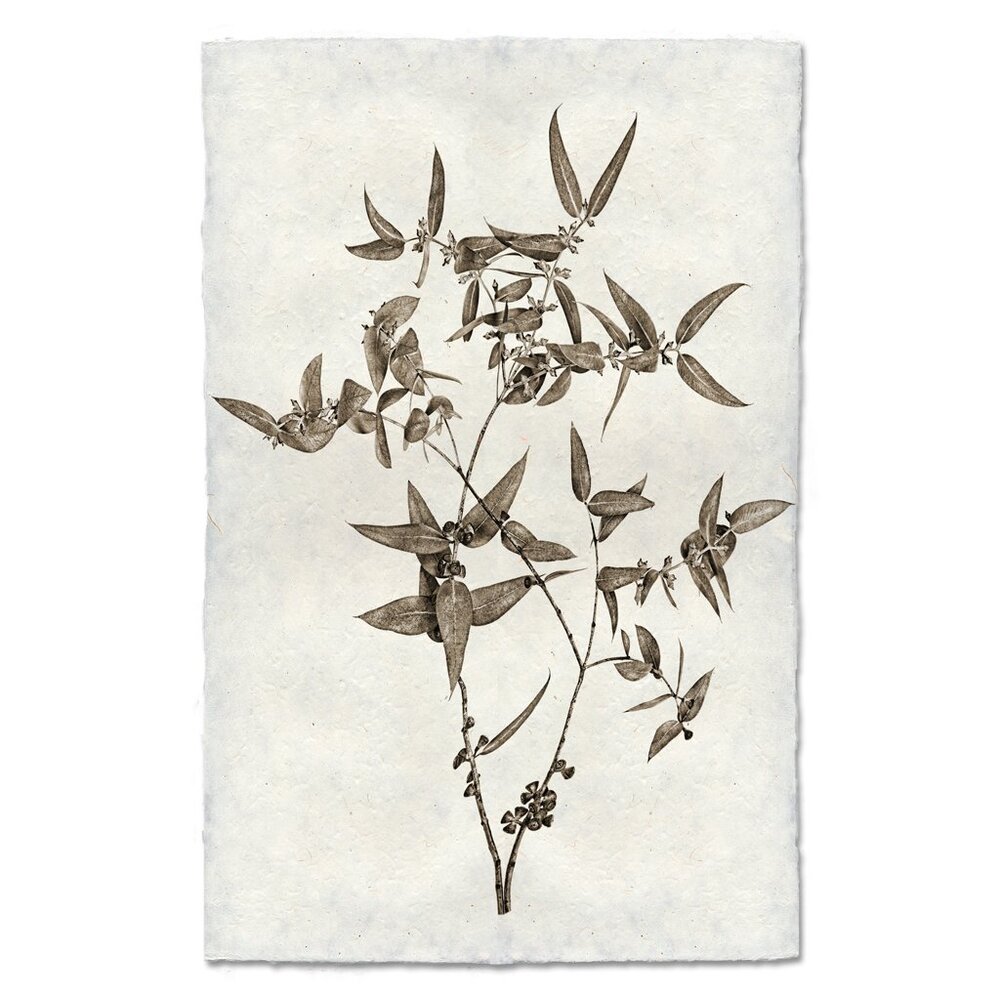 Eucalyptus Print on Nepalese Handmade Paper with Hanger