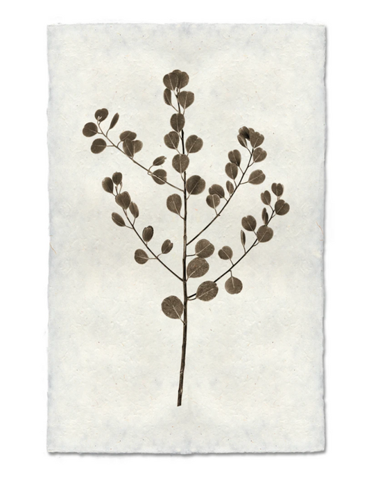 Eucalyptus Print on Nepalese Handmade Paper with Hanger